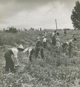 Students picking peas