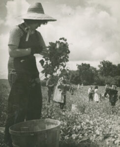 Student picking peas, 1944